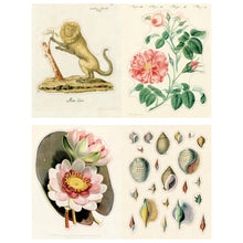 Load image into Gallery viewer, John Derian Sticker Book II