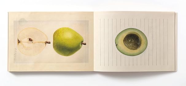 Open book with illustrations of a pear and an avocado on a white background