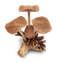 Load image into Gallery viewer, Hand Carved Wooden Mushrooms
