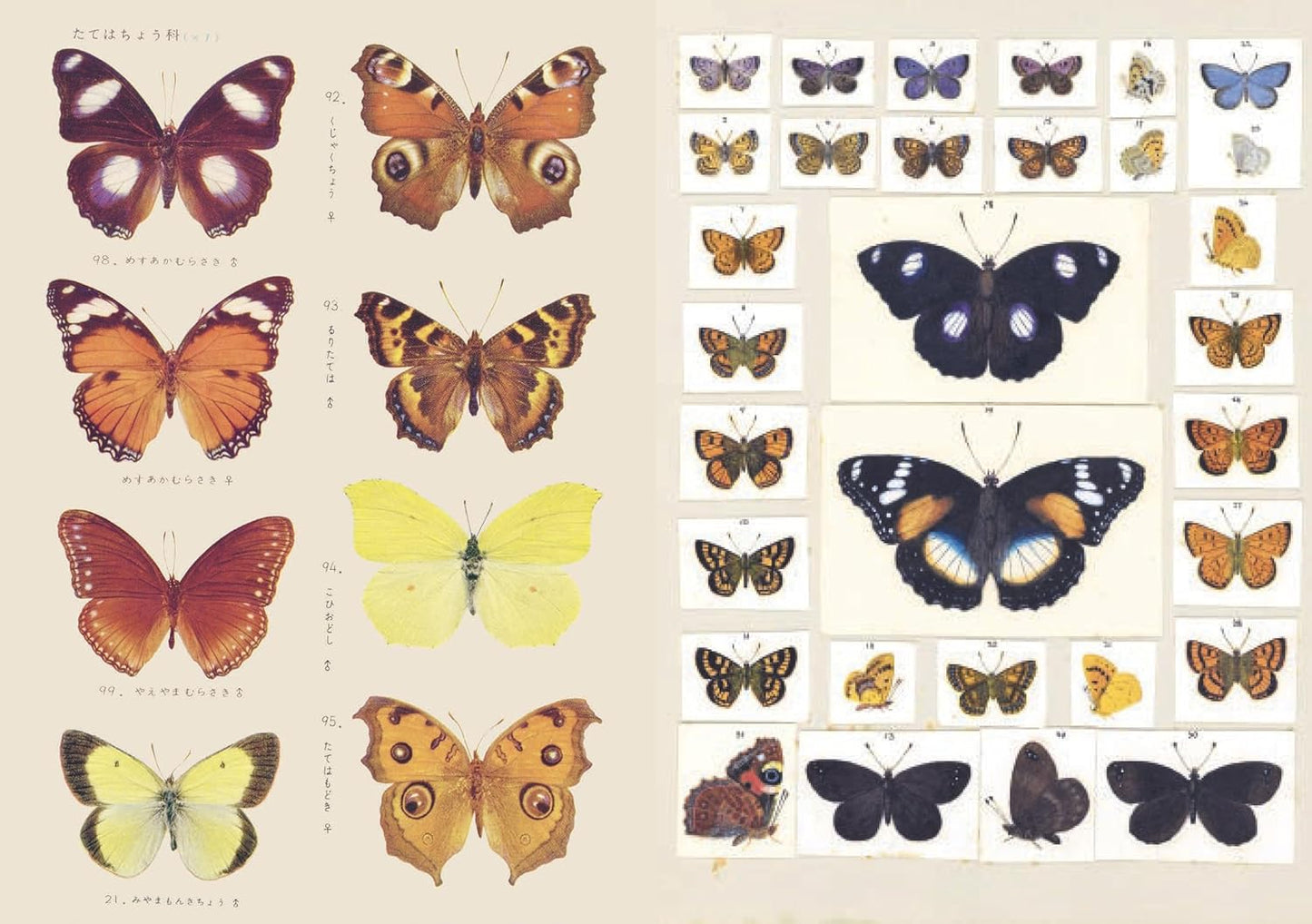 The Curious Collections Sticker Book