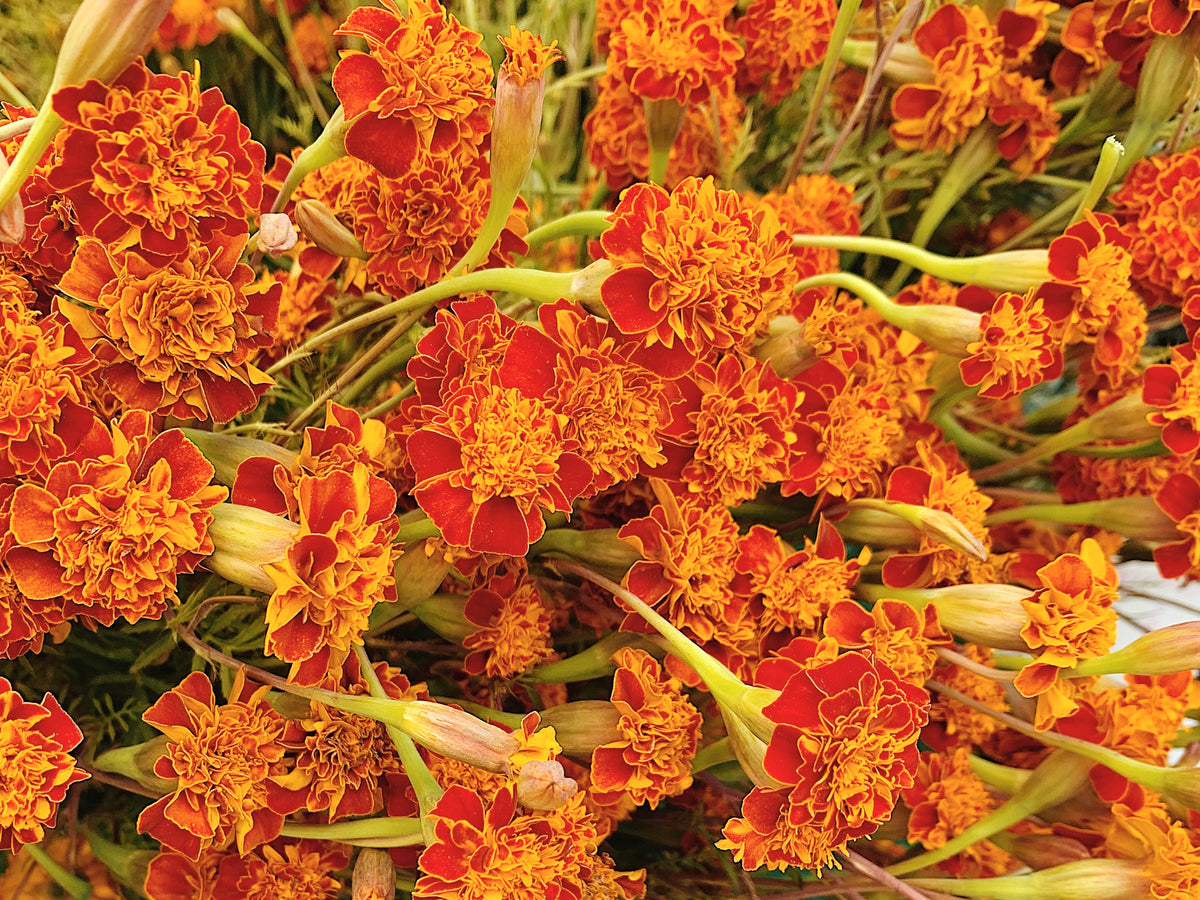 A close up shot of vibrant orange and gold marigold flowers