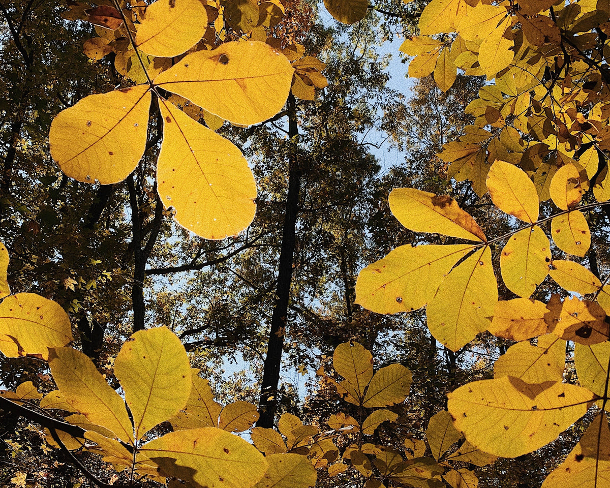 Close up view of fall leaves in yellows and browns with dappled sunlight shining down illuminating the leaves