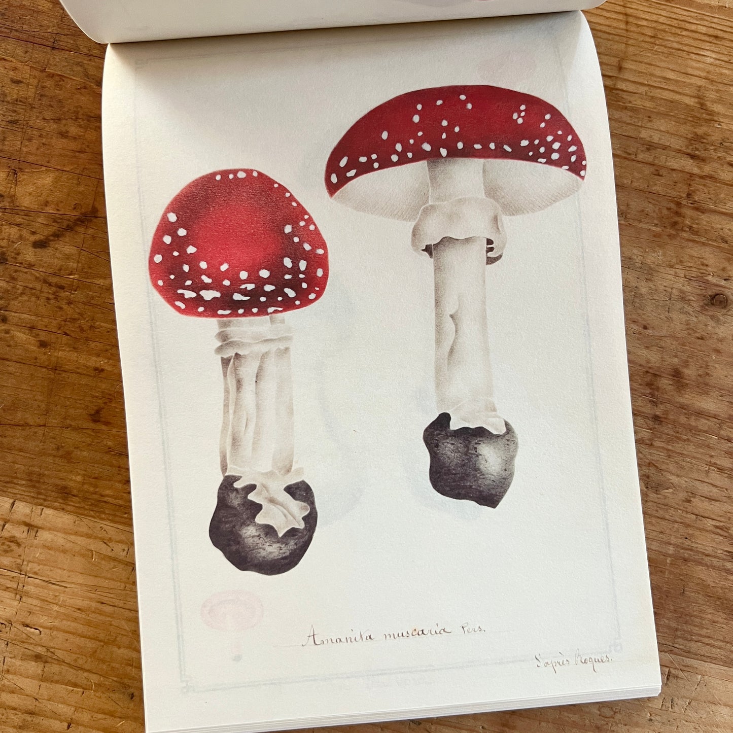 100 Writing and Crafting Papers of Mushrooms