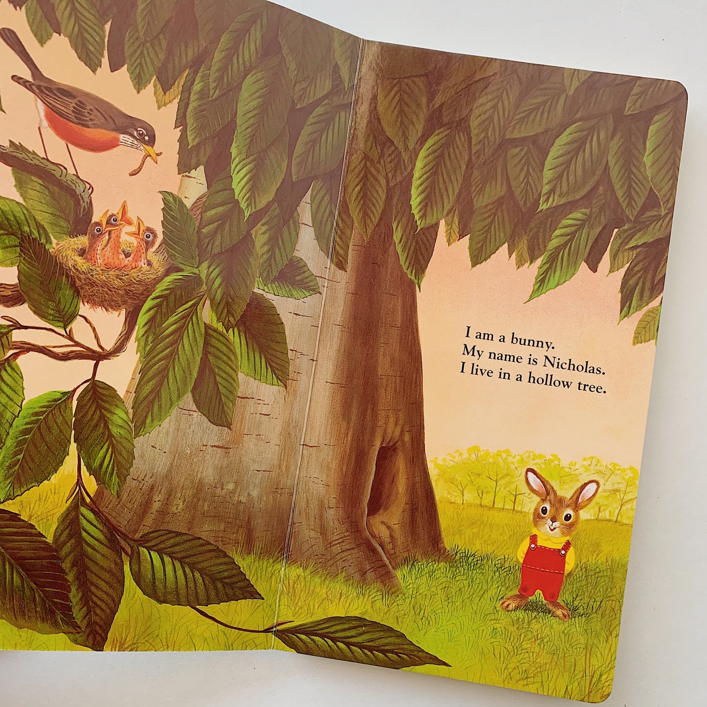i am a bunny boardbook inside pages laydown flat on white background skewed shot