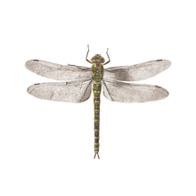 Load image into Gallery viewer, tattly dragon tattoo top view laid out on white background
